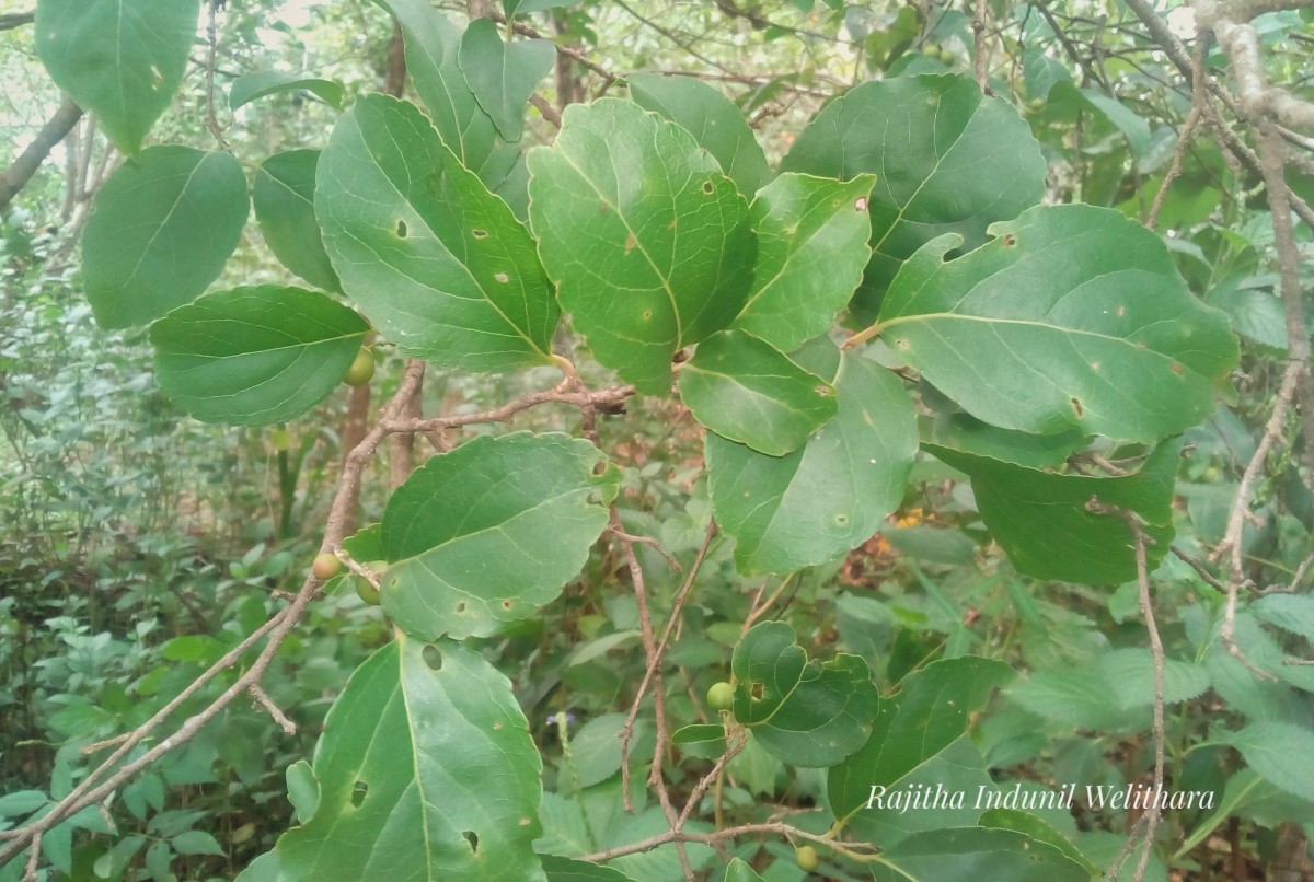 Flacourtia indica (Burm.f.) Merr.